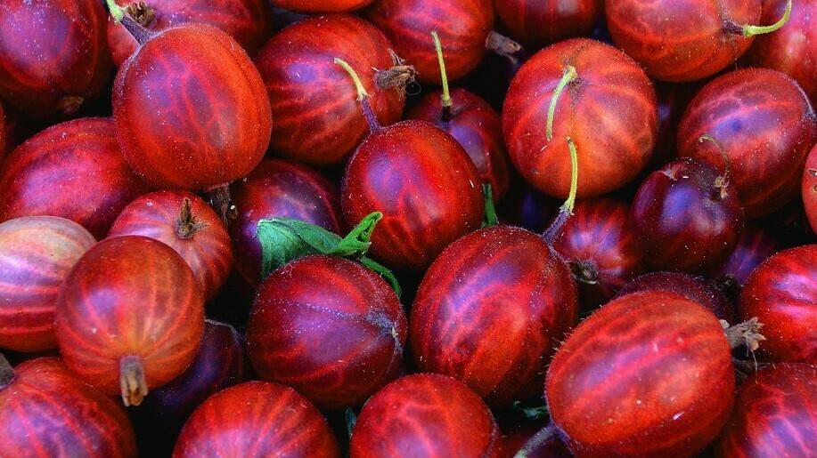 gooseberry-1556683_960_720|PORTADA